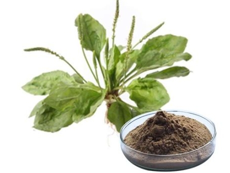 plantago lanceolata leaf extract.png